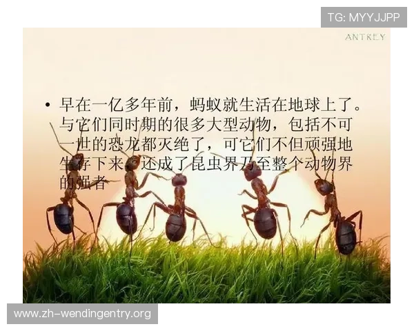 haha体育平台十年：平台成长背后的团队故事与未来发展战略分析